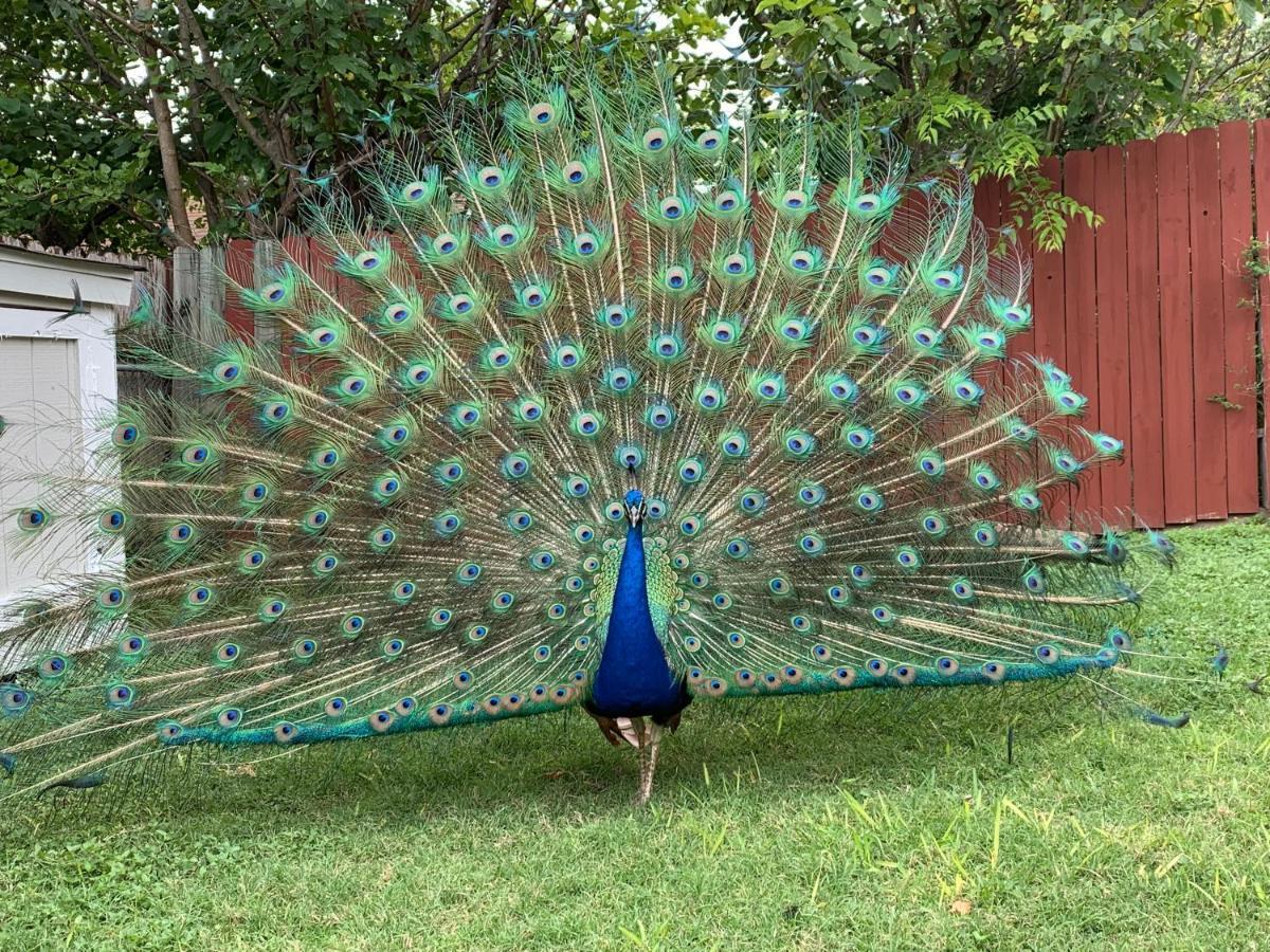 فيلا The Peacock House سان أنطونيو المظهر الخارجي الصورة